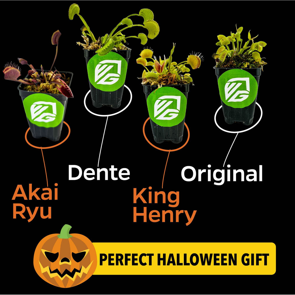 Halloween Venus Fly Trap Bundle - Original Venus Fly Trap, Akai Ryu, King Henry & Dente