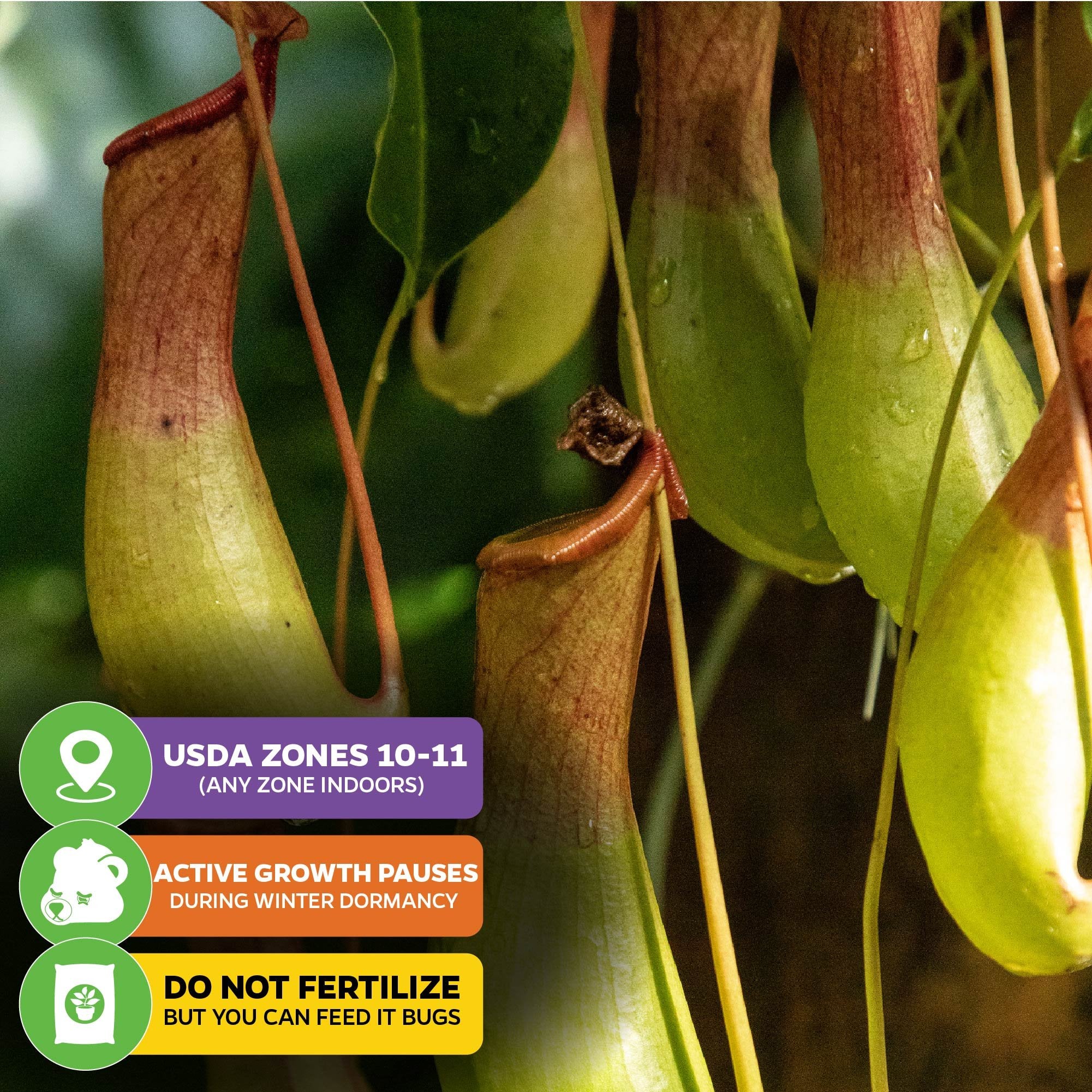 Close-up of Wellspring Gardens' Ventricosa Carnivorous Pitcher Plant (Nepenthes ventricosa): USDA Zones 10-11 (or any zone indoors). Growth pauses in winter. Do not fertilize—feed bugs to this highland pitcher plant.