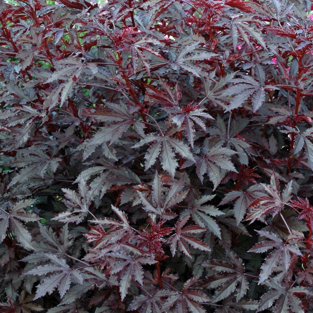 Cranberry Hibiscus - Hibiscus acetosella