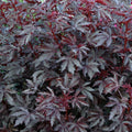 Dense clusters of maroon-purple, deeply lobed leaves with serrated edges; the vibrant foliage of Wellspring Gardens’ Cranberry Hibiscus (Hibiscus acetosella) creates striking texture and color throughout the image.