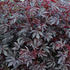 Dense clusters of maroon-purple, deeply lobed leaves with serrated edges; the vibrant foliage of Wellspring Gardens’ Cranberry Hibiscus (Hibiscus acetosella) creates striking texture and color throughout the image.