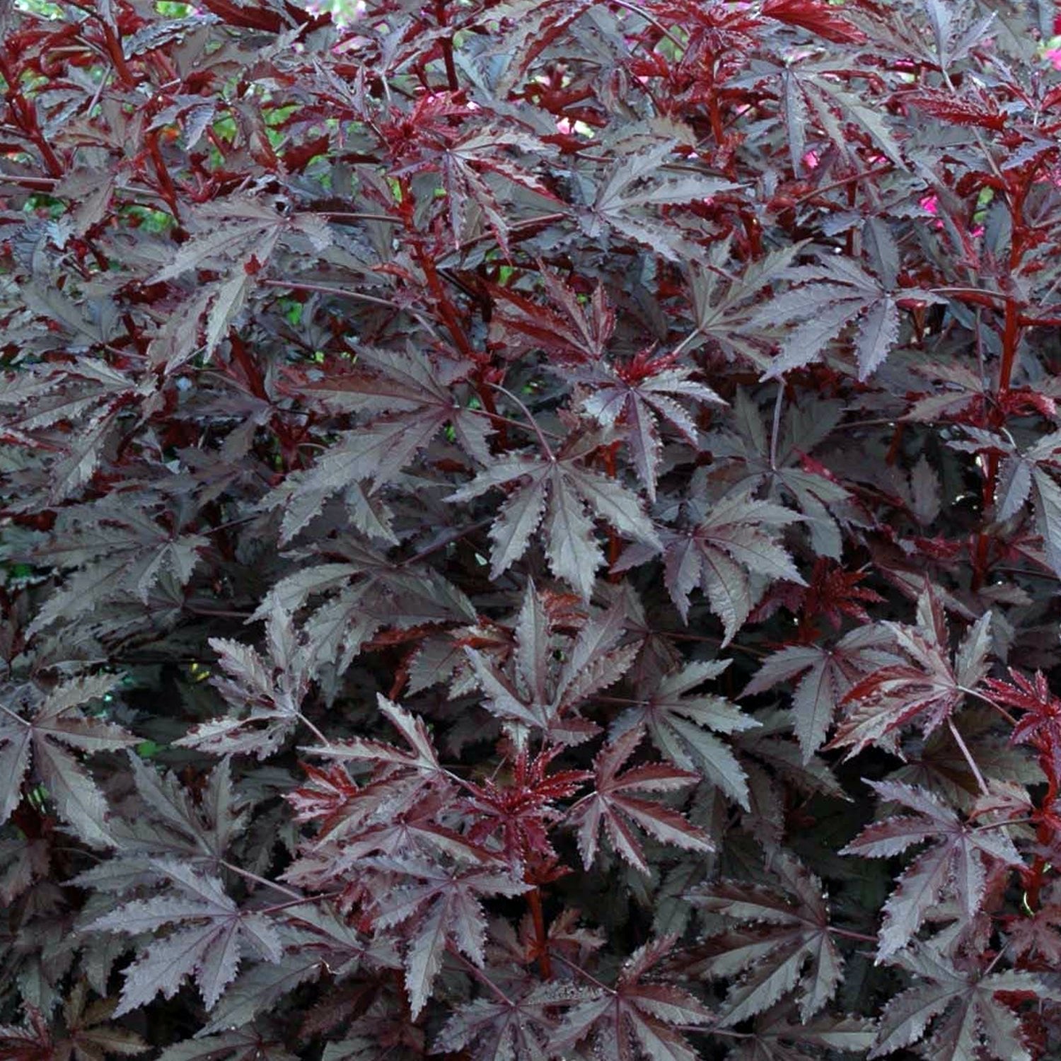 Dense clusters of maroon-purple, deeply lobed leaves with serrated edges; the vibrant foliage of Wellspring Gardens’ Cranberry Hibiscus (Hibiscus acetosella) creates striking texture and color throughout the image.