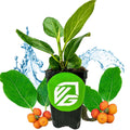 A Wellspring Gardens Audrey Fig (Banyan Tree) – Ficus benghalensis – in a black pot with a green logo, displays lush green leaves, surrounded by water splashes and orange-red berries with extra leaves on a white background.