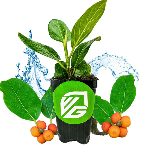A Wellspring Gardens Audrey Fig (Banyan Tree) – Ficus benghalensis – in a black pot with a green logo, displays lush green leaves, surrounded by water splashes and orange-red berries with extra leaves on a white background.