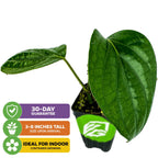 Wellspring Gardens’ Black Pepper (Piper nigrum) is a tropical vine with two large leaves, 3–8" tall on arrival. Comes with a 30-day guarantee and thrives as an indoor container plant.