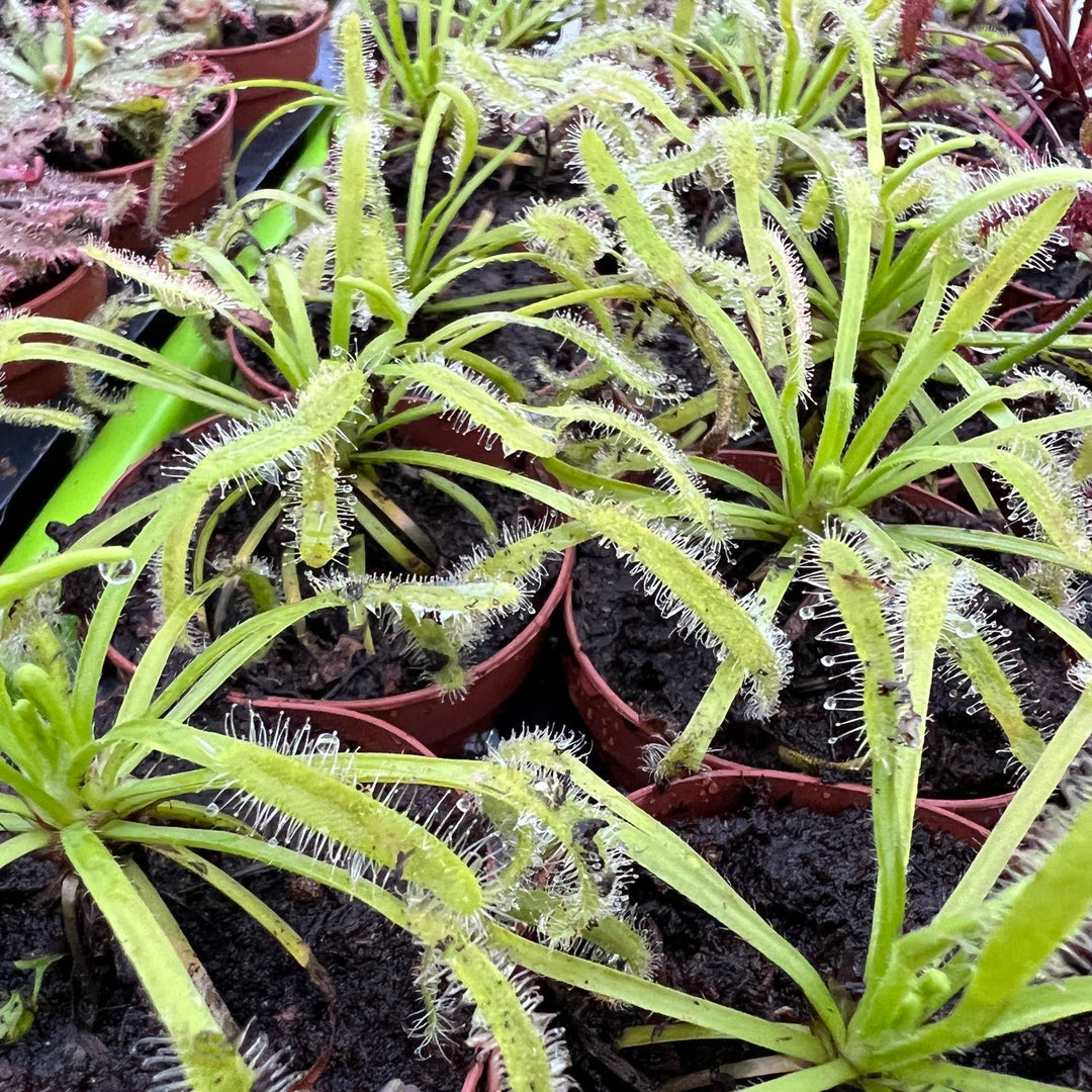 White Form Cape Sundew Carnivorous - Drosera capensis alba