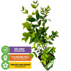 A Jaboticaba (Myrciaria Plinia cauliflora) from Wellspring Gardens arrives 3-8" tall in a black pot, with tags for its 30-day guarantee and "Brazilian Grape" name on colorful banners.