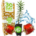 A Little John Red Cluster Dwarf Bottlebrush Tree by Wellspring Gardens, known for attracting hummingbirds, sits between red blooms and water splashes. A 30 Day Guarantee and Easy to Grow Non GMO box is next to the plant.