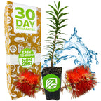 A Little John Red Cluster Dwarf Bottlebrush Tree by Wellspring Gardens, known for attracting hummingbirds, sits between red blooms and water splashes. A 30 Day Guarantee and Easy to Grow Non GMO box is next to the plant.