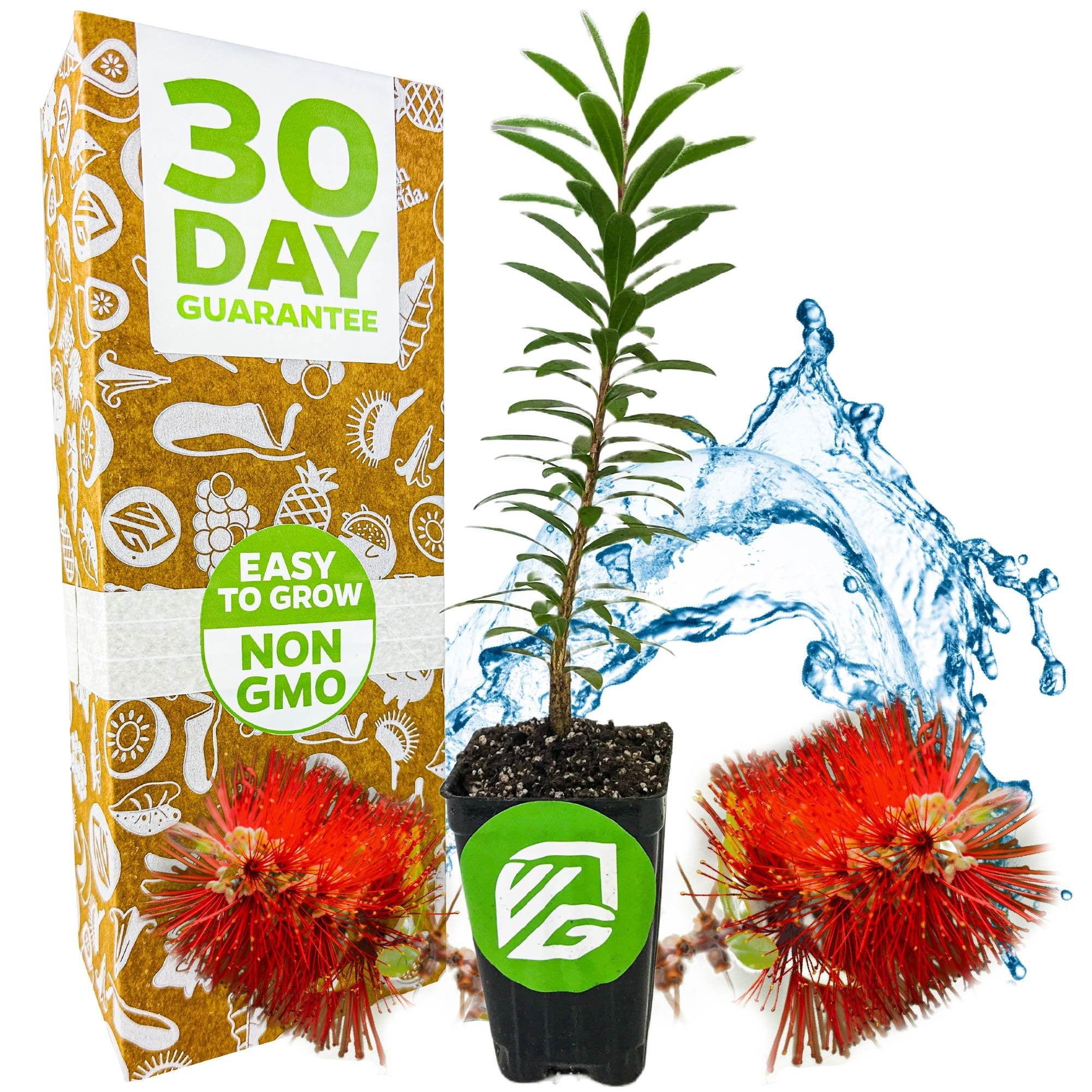 A Little John Red Cluster Dwarf Bottlebrush Tree by Wellspring Gardens, known for attracting hummingbirds, sits between red blooms and water splashes. A 30 Day Guarantee and Easy to Grow Non GMO box is next to the plant.
