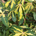Variegated Tapioca - Manihot esculenta variegata from Wellspring Gardens features striking green and yellow variegated leaves with pointed lobes and red stems; valued for both its ornamental beauty and edible tubers.