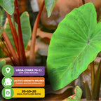 Maui Sunrise™ Elephant Ear (Colocasia) by Wellspring Gardens features large green leaves with reddish stems, perfect for containers. Suited for USDA zones 7b–11, winter dormant, prefers 20-10-20 fertilizer. Part of Royal Hawaiian collection.