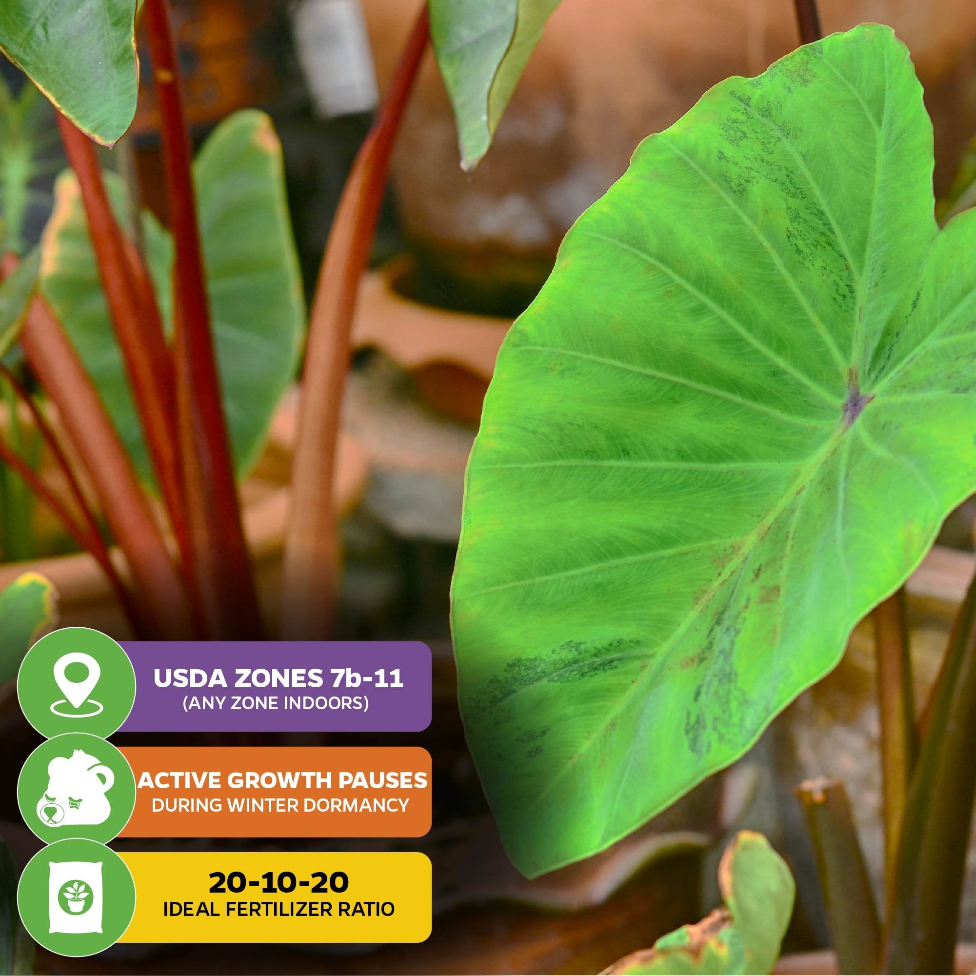 Maui Sunrise™ Elephant Ear (Colocasia) by Wellspring Gardens features large green leaves with reddish stems, perfect for containers. Suited for USDA zones 7b–11, winter dormant, prefers 20-10-20 fertilizer. Part of Royal Hawaiian collection.