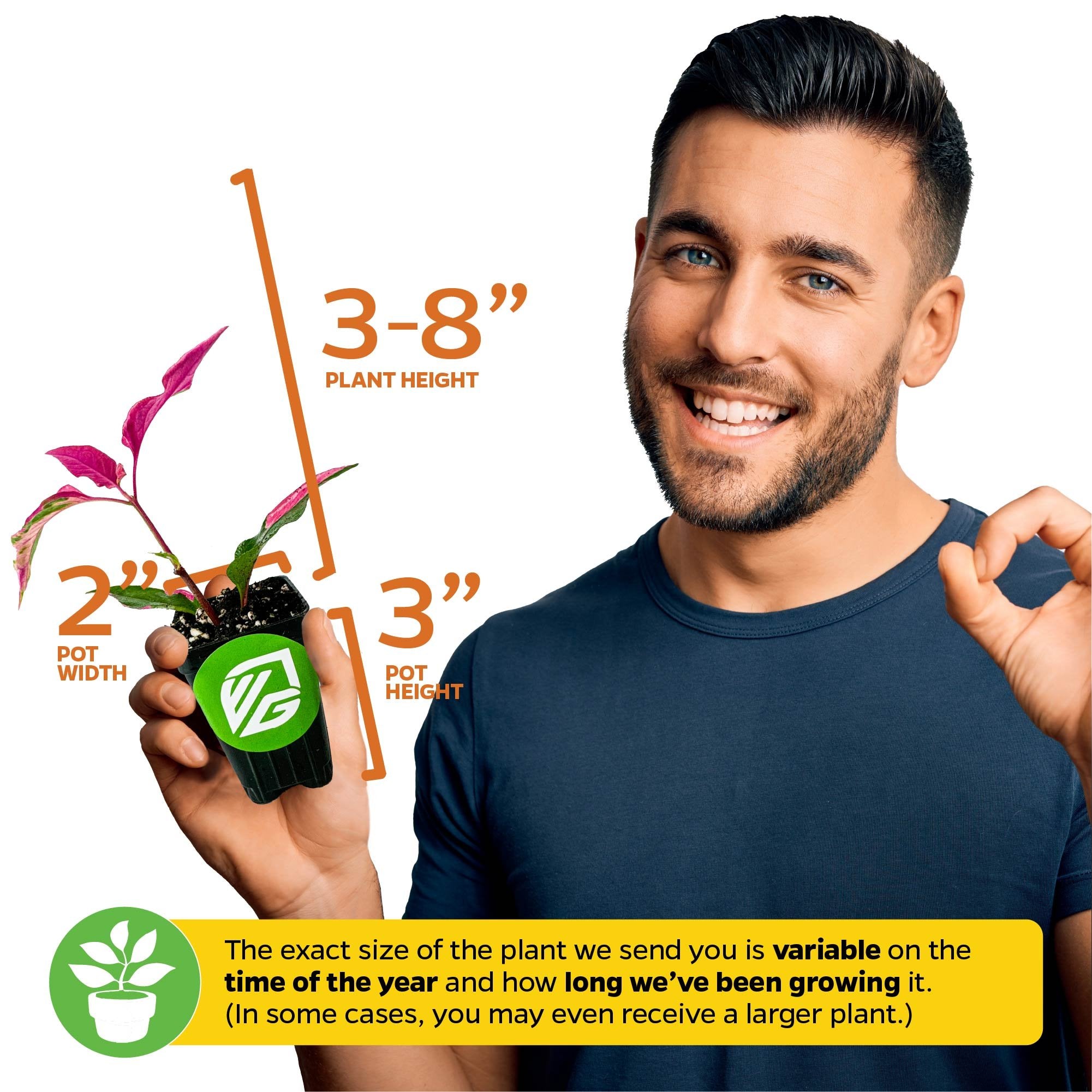 A smiling man holds a Wellspring Gardens Alternanthera Party Time, a pink foliage plant, gesturing “OK.” Arrows show plant height (3–8 inches), pot width (2 inches), and pot height (3 inches). Sizes may vary.