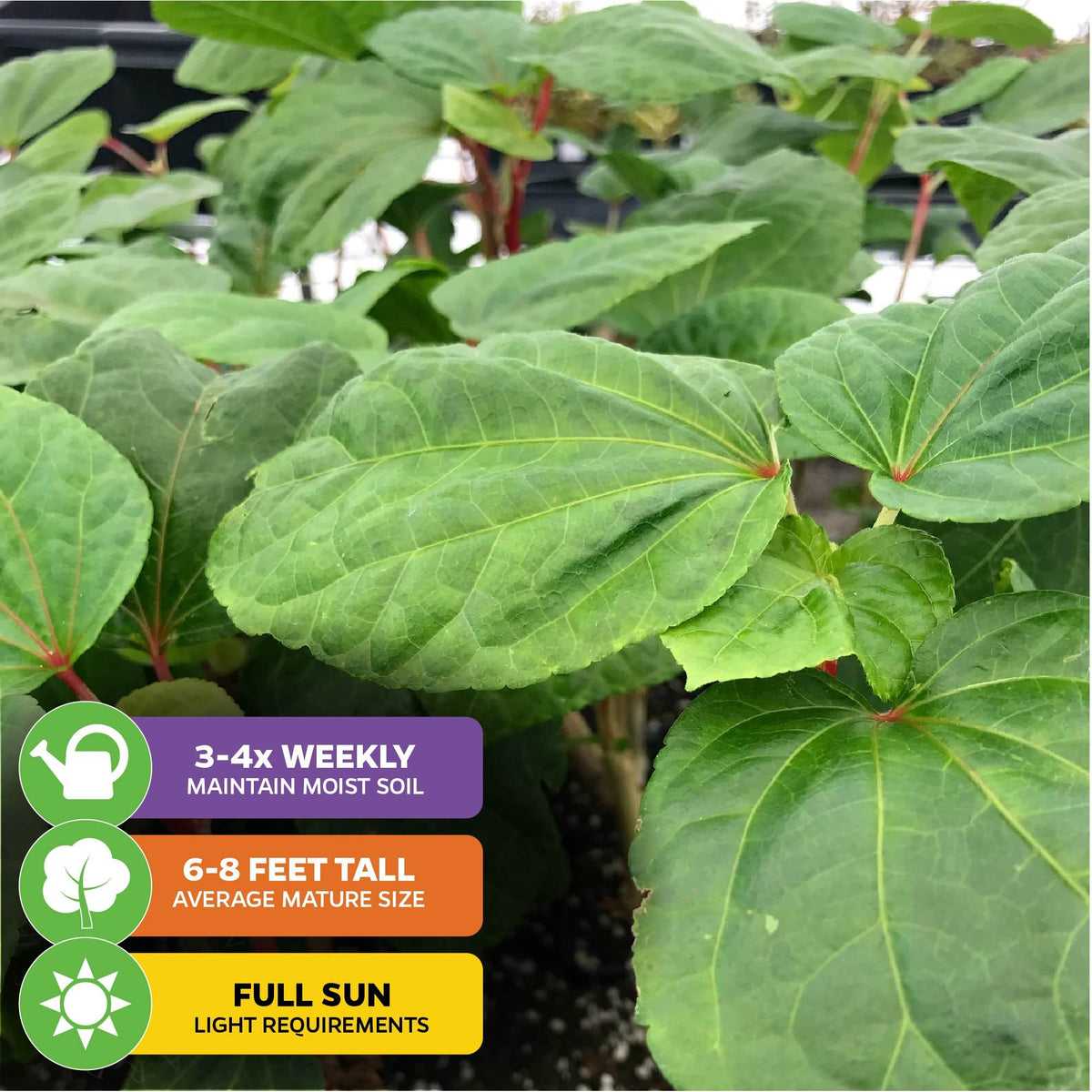 Kiko's Crump ™ South Sea Salad Tree (Bele Tree) - Abelmoschus manihot ...