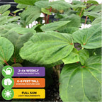 Close-up of Kiko's Crump ™ South Sea Salad Tree (Bele Tree) by Wellspring Gardens (Abelmoschus manihot), with icons: water 3-4x weekly, grows 6-8 ft, needs full sun. Background: more plants and a blurred outdoor scene.