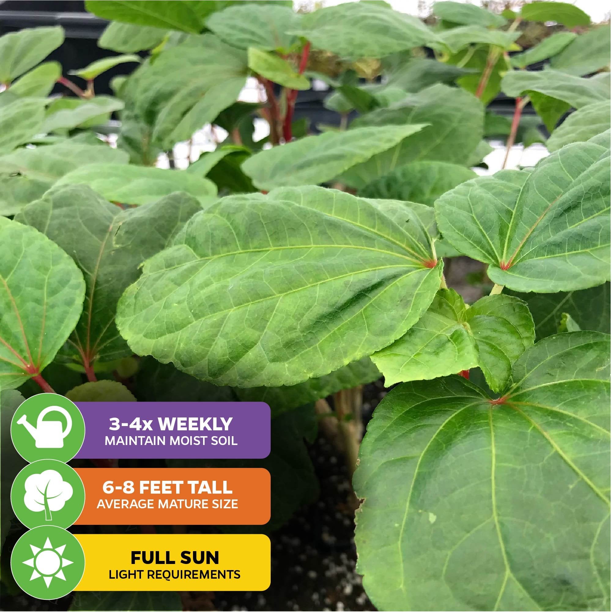 Close-up of Kiko's Crump ™ South Sea Salad Tree (Bele Tree) by Wellspring Gardens (Abelmoschus manihot), with icons: water 3-4x weekly, grows 6-8 ft, needs full sun. Background: more plants and a blurred outdoor scene.