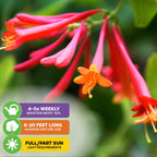 Close-up of vibrant red and orange Trumpet Honeysuckle (Lonicera sempervirens) flowers with green leaves. Care icons: water 4-5x/week, climbs 8-20 ft, prefers sun, attracts hummingbirds.