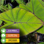 Two large, vibrant green Blue Hawaii Elephant Ear (Colocasia) leaves from Wellspring Gardens with bold blue-purple veins. Icons: water 5-6x/week, grows 3-4 ft tall, thrives in part shade or boggy soil. Potted plant backdrop.