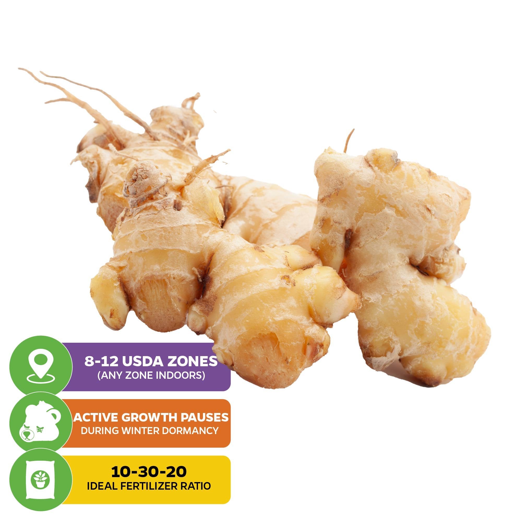 Wellspring Gardens’ Ginger (Common Cooking Variety) - Zingiber officinale thrives in USDA zones 8-12, goes dormant in winter, and prefers a 10-30-20 fertilizer—ideal for container gardening.