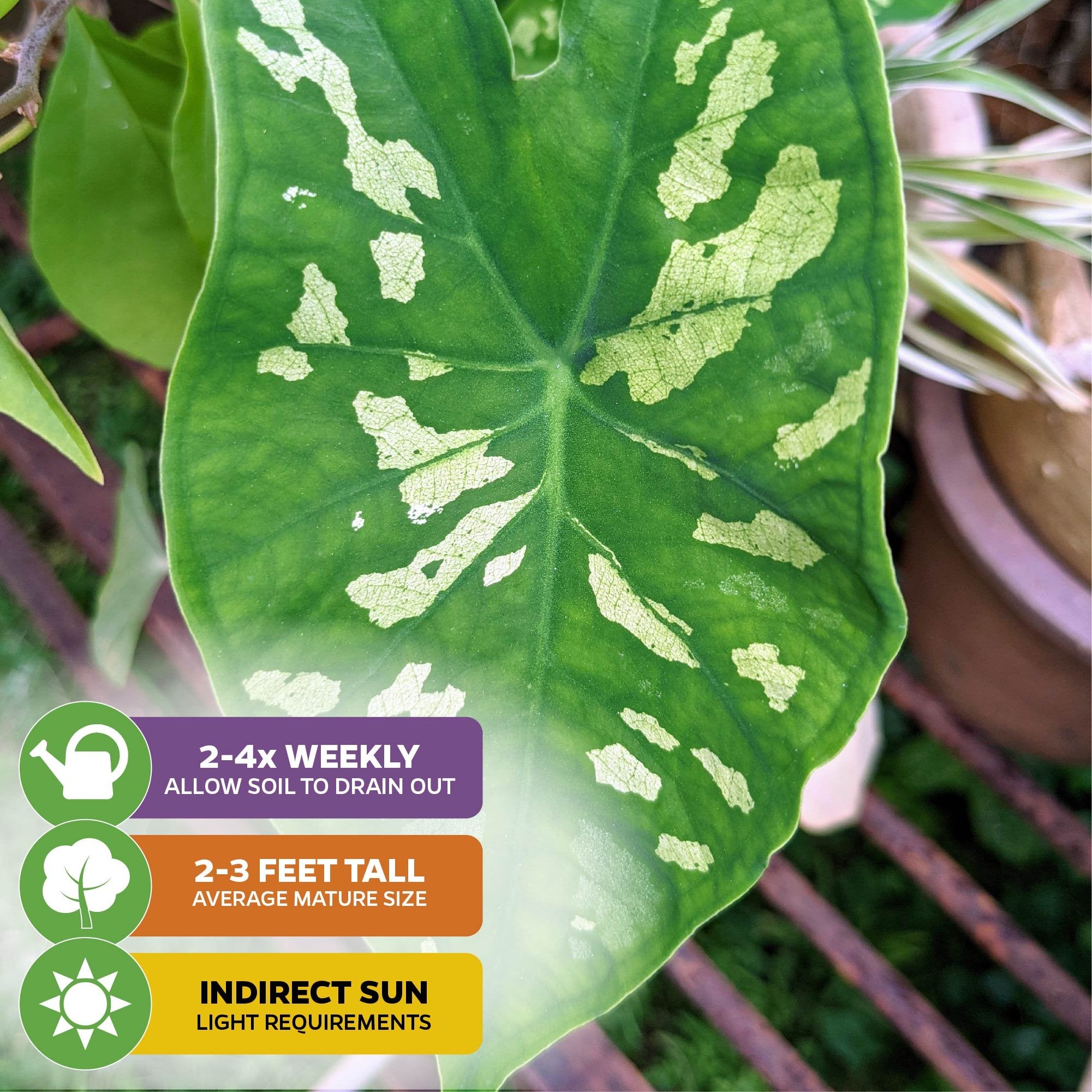 Close-up of a Wellspring Gardens Hilo Beauty Elephant Ear (Alocasia) leaf with unique camouflage pattern. Care icons show: water 2–4 times weekly, grows 2–3 feet, needs indirect sunlight. Great for containers. Potted plants in background.