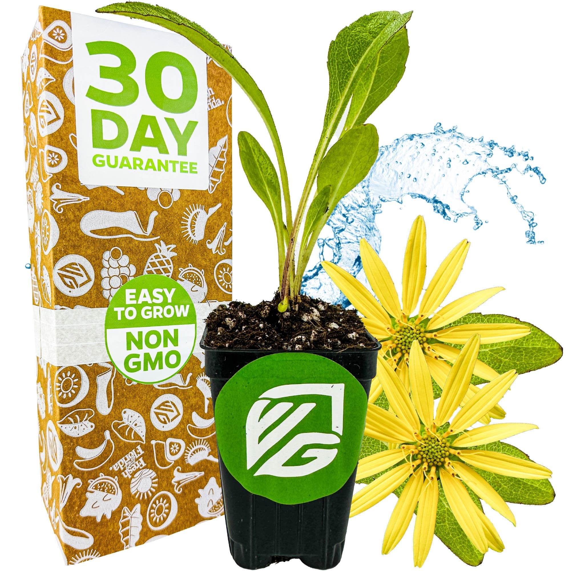 A small potted Starry Rosinflower (Silphicum asteriscus) from Wellspring Gardens, a Florida native with green leaves, sits before a box labeled 30 Day Guarantee & Easy to Grow Non-GMO. Yellow flowers and water splash in the background.