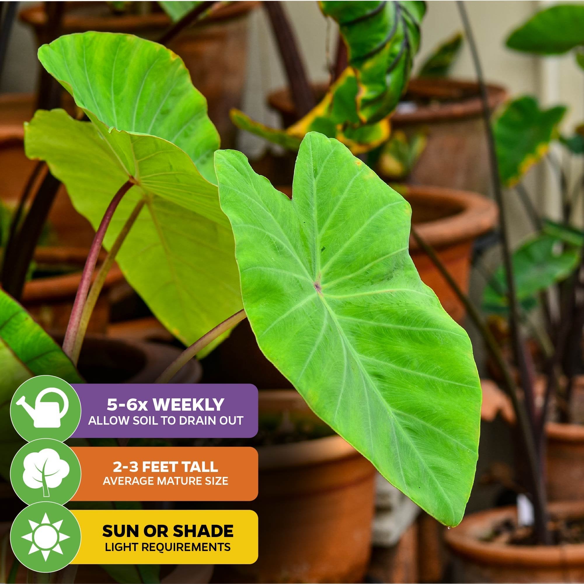 A large green Maui Sunrise™ Elephant Ear Royal Hawaiian (Colocasia) by Wellspring Gardens in a pot with other container plants. Info icons: water 5–6x/week, grows 2–3 ft tall, thrives in sun or shade.