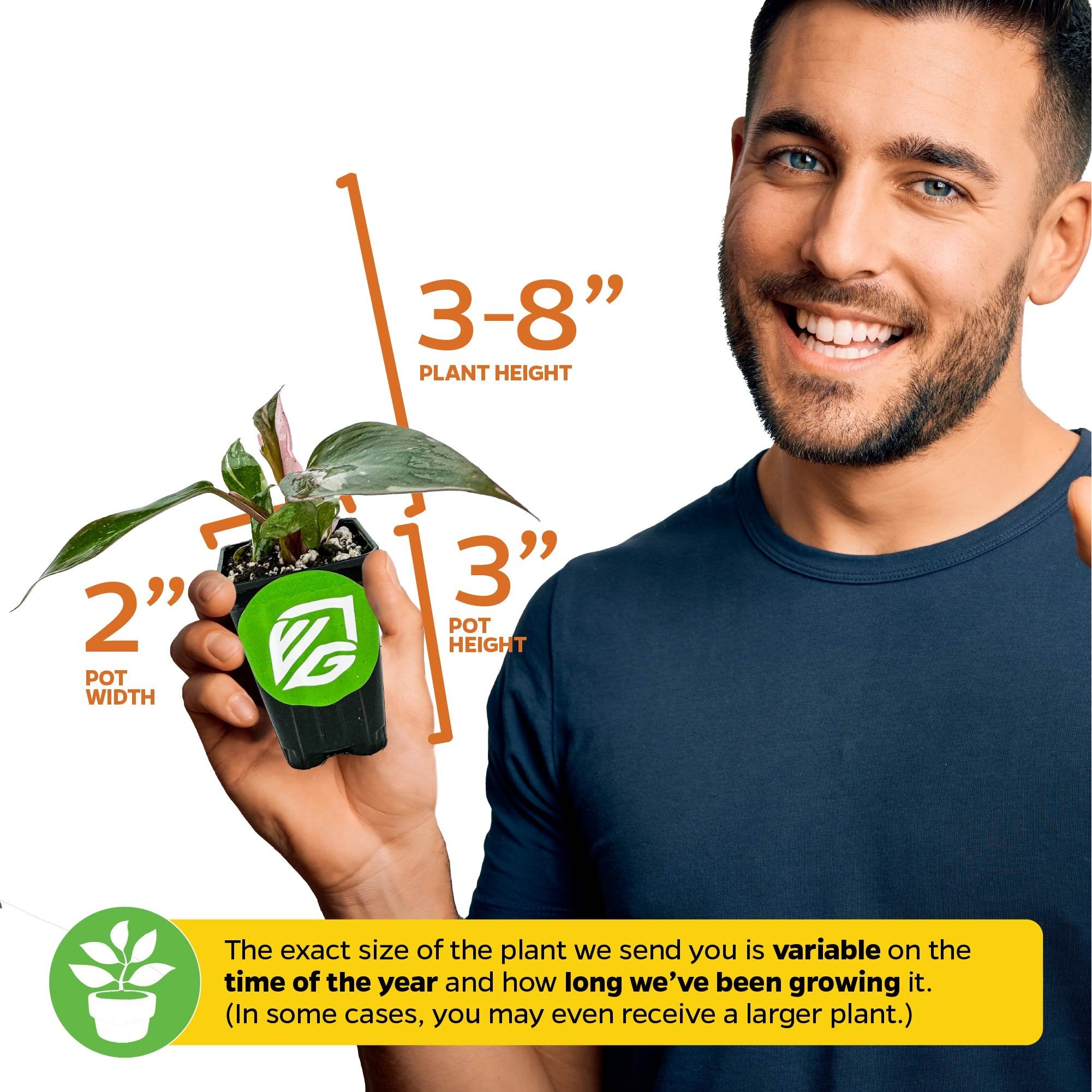 Pink Princess Philodendron - Philodendron erubescens – Wellspring