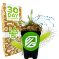A potted Wellspring Gardens Cape Sundew Carnivorous Plant (Drosera capensis) with a green VG logo sits before a decorative box labeled 30 Day Guarantee, Easy to Grow, Non GMO—bright plant and water illustrations add a beginner-friendly vibe.
