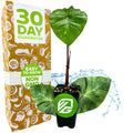 A Lemon-Lime Gecko Elephant Ear (Colocasia esculenta) from Wellspring Gardens sits before a box highlighting a 30 Day Guarantee, Easy to Grow, and Non GMO. Blue water splashes and plant graphics accent the packaging.