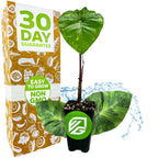 A Lemon-Lime Gecko Elephant Ear (Colocasia esculenta) from Wellspring Gardens sits before a box highlighting a 30 Day Guarantee, Easy to Grow, and Non GMO. Blue water splashes and plant graphics accent the packaging.