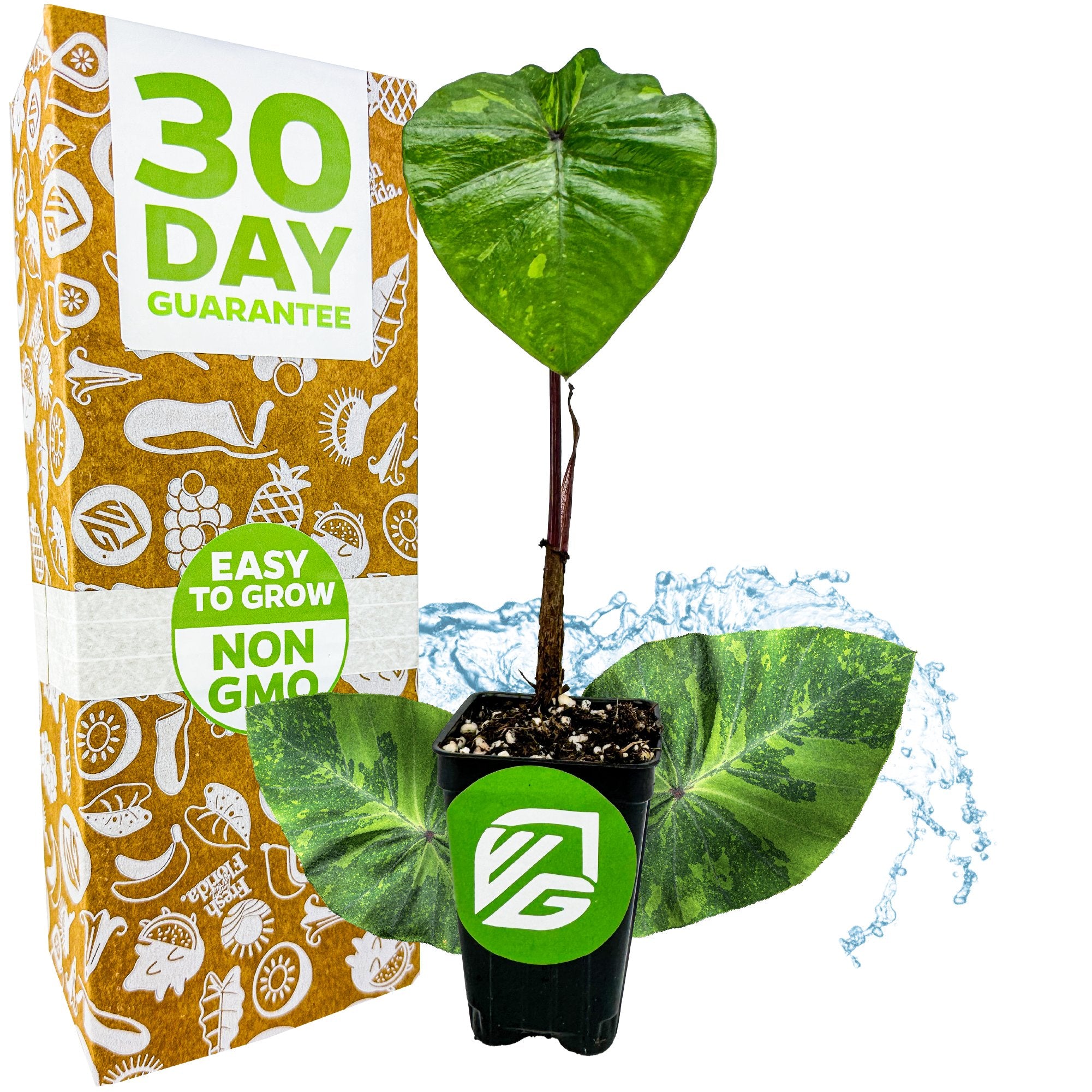 A Lemon-Lime Gecko Elephant Ear (Colocasia esculenta) from Wellspring Gardens sits before a box highlighting a 30 Day Guarantee, Easy to Grow, and Non GMO. Blue water splashes and plant graphics accent the packaging.