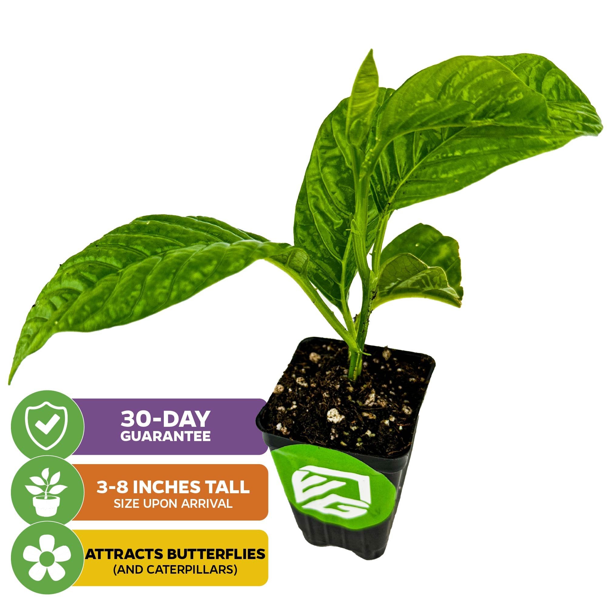 The Granadilla Passion Fruit Vine (Giant Granadilla) by Wellspring Gardens arrives 3-8 inches tall in a black pot. It attracts butterflies and caterpillars, and comes with a 30-day guarantee—perfect for butterfly gardening.