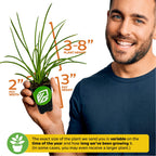 A smiling man holds the Gemini Agave (Agave Geminiflora) from Wellspring Gardens, an indoor plant with long, thin green leaves. Plant height: 3–8"; pot: 3" tall, 2" wide. Size may vary. Drought tolerant and easy to care for.