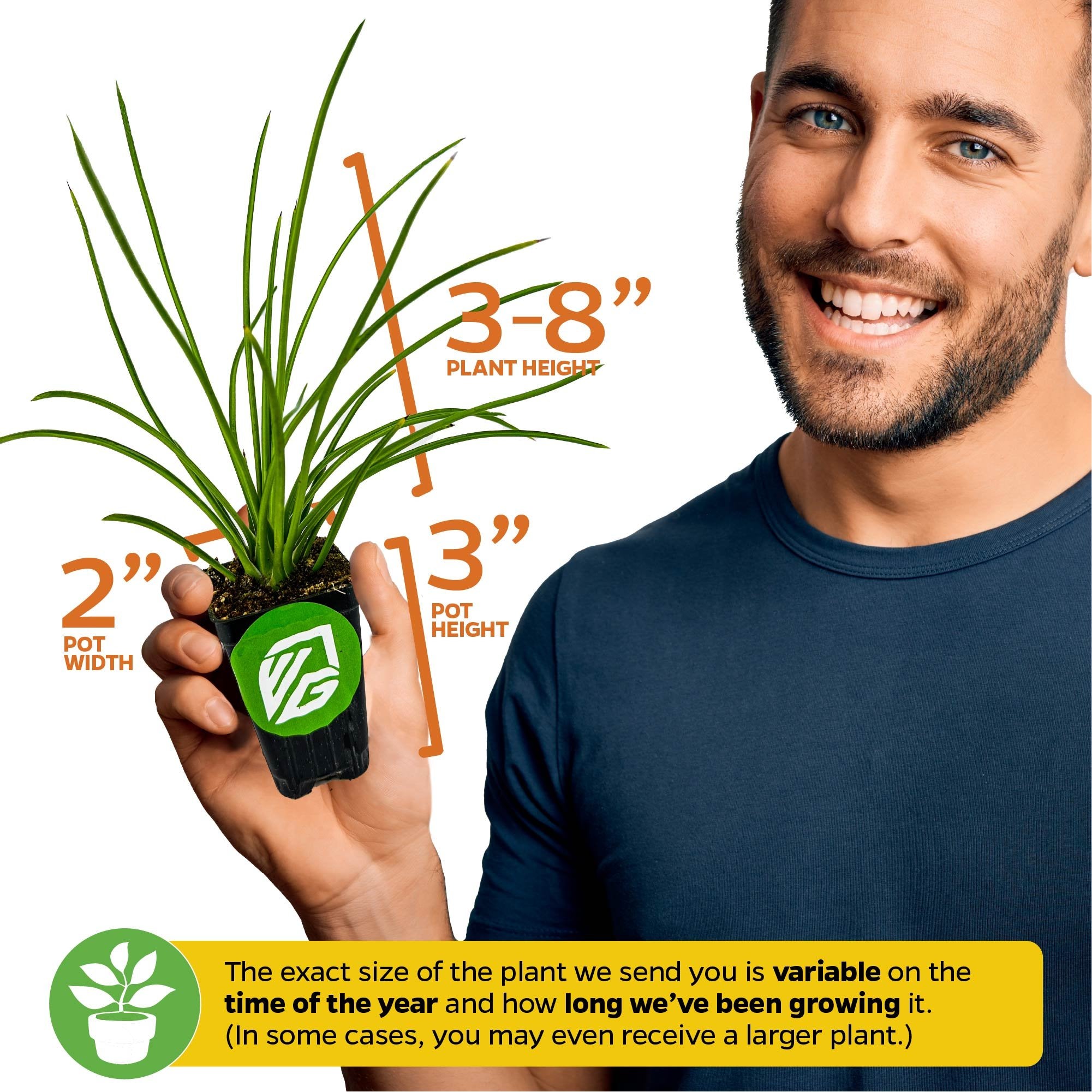 A smiling man holds the Gemini Agave (Agave Geminiflora) from Wellspring Gardens, an indoor plant with long, thin green leaves. Plant height: 3–8"; pot: 3" tall, 2" wide. Size may vary. Drought tolerant and easy to care for.