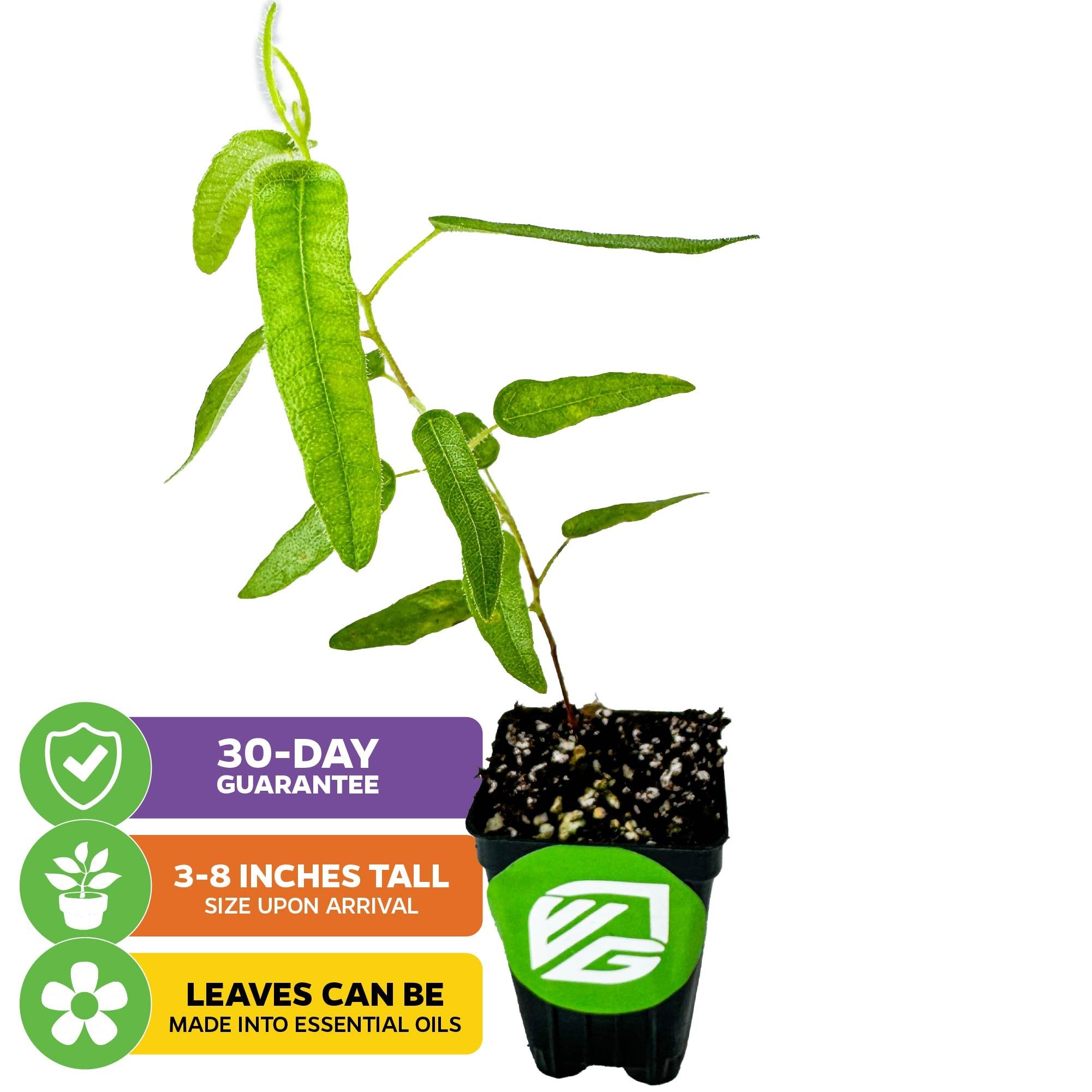 The Wellspring Gardens Lemon Eucalyptus Tree (Corymbia citriodora) arrives 3-8" tall, features slender citronella-scented leaves for mosquito repellent oils, and includes a 30-day guarantee.