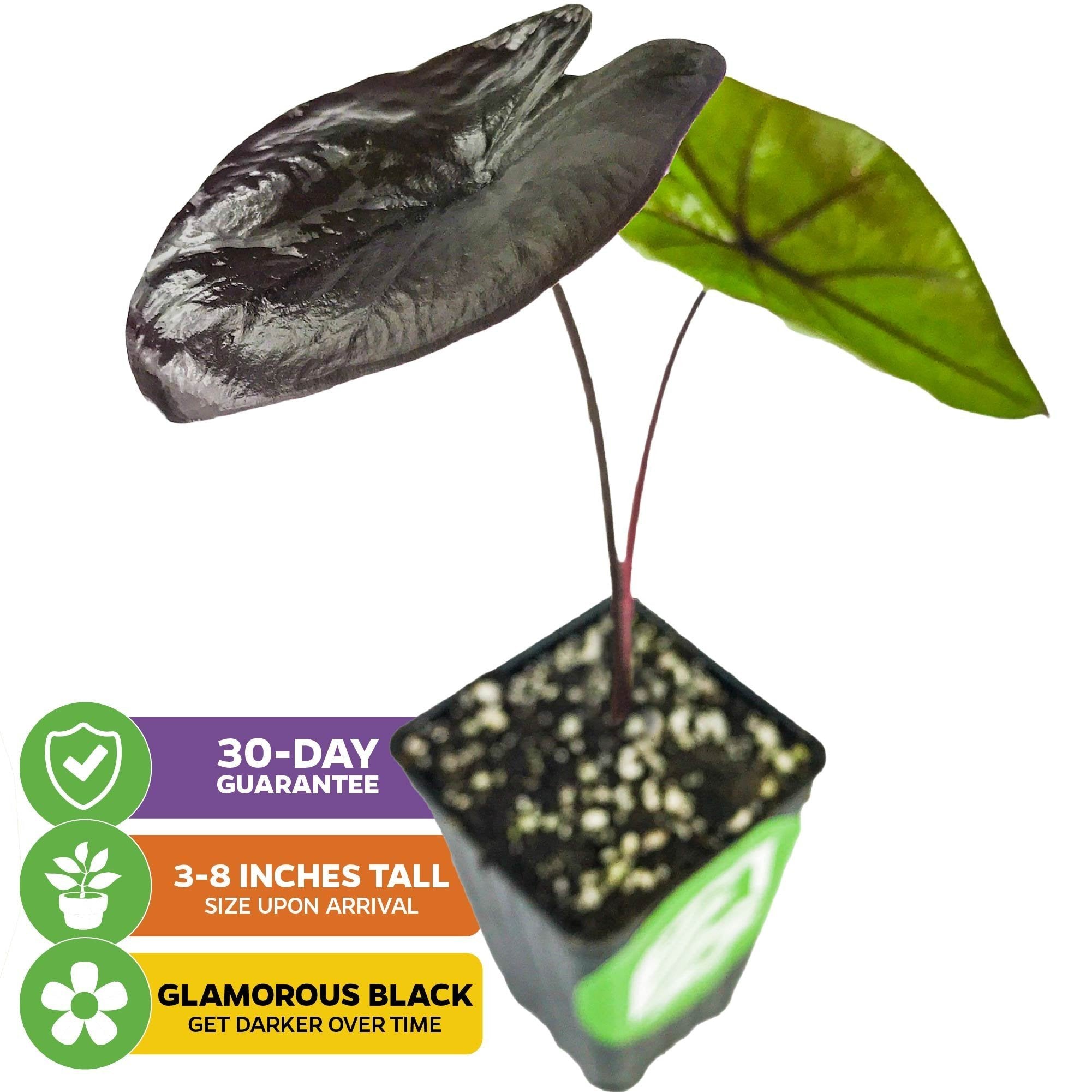 Black Coral Elephant Ear PPAF - Colocasia esculenta – Wellspring