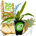 A Wellspring Gardens Sugarloaf Pineapple (Kona Sugarloaf) - Ananas comosus plant sits before a 30 Day Guarantee box, with slices, a whole fruit, and water splashes highlighting freshness, growth, and its edible core.