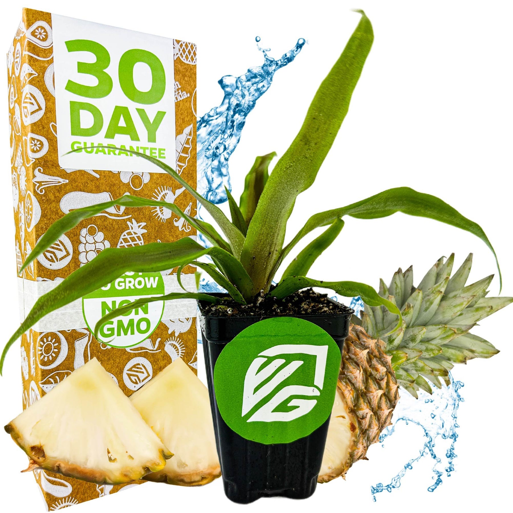 sugarloaf-pineapple-kona-sugarloaf-ananas-comosus-wellspring-gardens