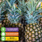 Close-up of Wellspring Gardens’ Sugarloaf Pineapple (Kona Sugarloaf) - Ananas comosus plants. USDA zones 9-11. Growth slows in winter; use 20-6-9 fertilizer for best results and sweet, edible core.