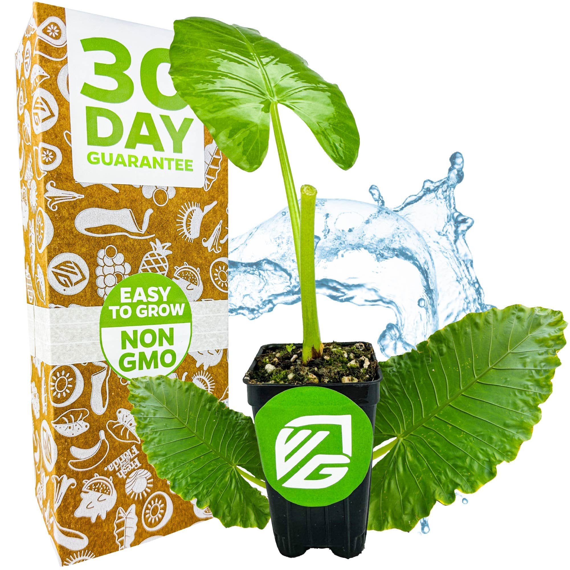 A Wellspring Gardens Borneo Giant Elephant Ear (Alocasia macrorrhiza) plant sits before a 30 Day Guarantee/Easy to Grow, Non GMO box, with water splashing behind to show its impressive mature height.