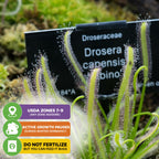 Close-up of the Wellspring Gardens Cape Sundew Carnivorous Plant (Drosera capensis) with dewy tentacles beside a labeled sign. Three colorful icons below share beginner tips on USDA zones, dormancy, and fertilizer care.