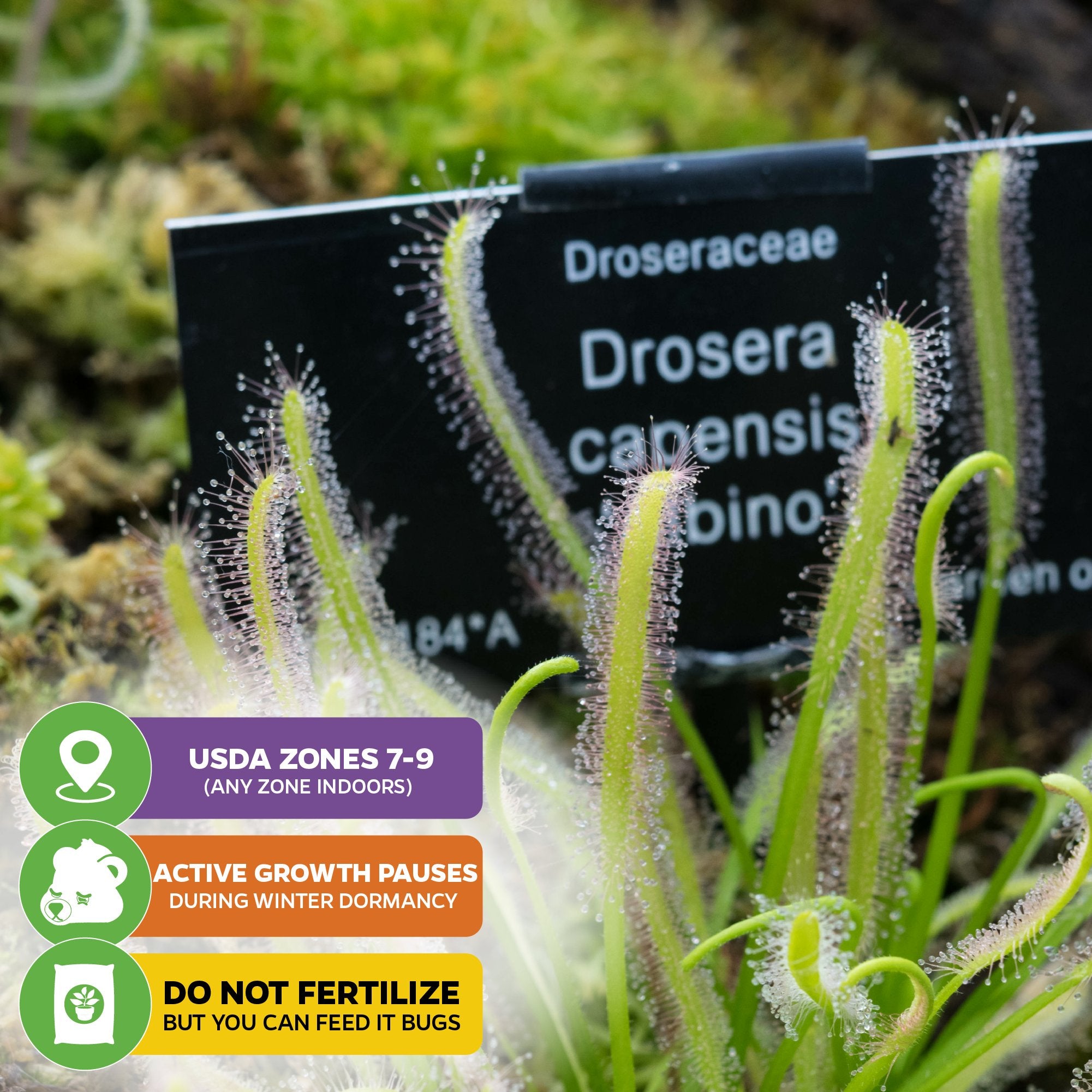 Close-up of the Wellspring Gardens Cape Sundew Carnivorous Plant (Drosera capensis) with dewy tentacles beside a labeled sign. Three colorful icons below share beginner tips on USDA zones, dormancy, and fertilizer care.