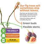 This Wellspring Gardens infographic explains why Chicago Hardy Fig Tree (Ficus carica) may ship leafless in dormancy and shows budding branches, figs, care tips, USDA zones, sun needs, dormancy info, and fertilizer ratio.
