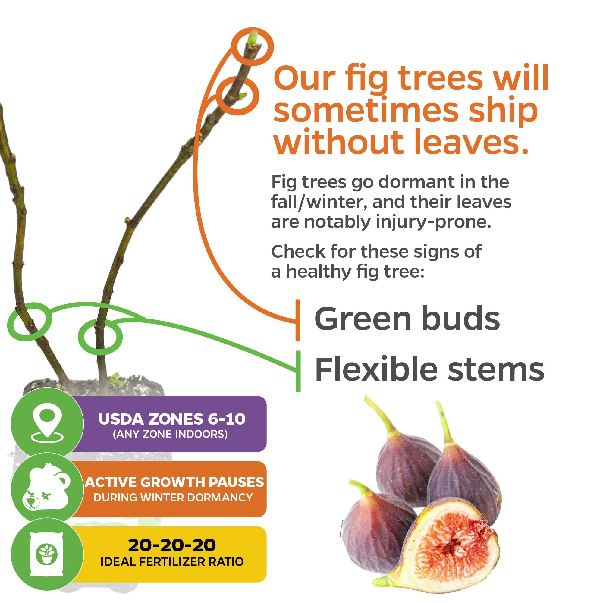 This Wellspring Gardens infographic explains why Chicago Hardy Fig Tree (Ficus carica) may ship leafless in dormancy and shows budding branches, figs, care tips, USDA zones, sun needs, dormancy info, and fertilizer ratio.