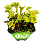 The Wellspring Gardens King Henry Venus Fly Trap (Dionaea muscipula) is a carnivorous plant with open green traps and spiky edges, growing in mossy soil inside a small black container featuring a green front label.