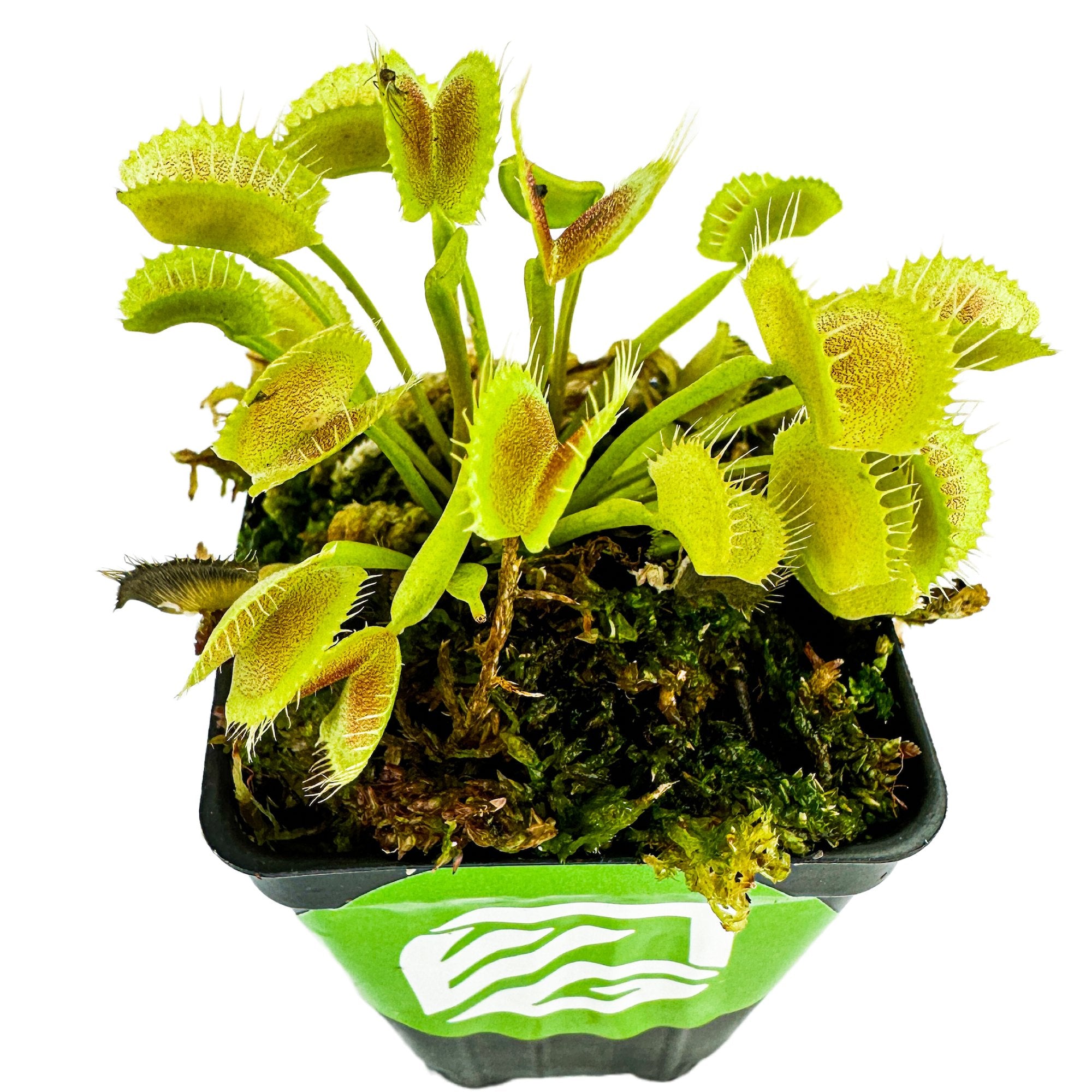 The Wellspring Gardens King Henry Venus Fly Trap (Dionaea muscipula) is a carnivorous plant with open green traps and spiky edges, growing in mossy soil inside a small black container featuring a green front label.