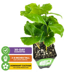The Wellspring Gardens Coffee Plant (Coffea arabica) arrives 3-8" tall in a black plastic pot, with lush green leaves. Features include a 30-day guarantee and status as the dominant coffee production cultivar—grow your own coffee!.