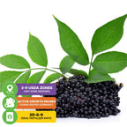 A cluster of ripe elderberries with green leaves from the Wellspring Gardens Florida Select Native Elderberry (Sambucus canadensis). Overlay icons/text show USDA zones 3–9, seasonal growth pauses, and a suggested 20-6-9 fertilizer on white background.