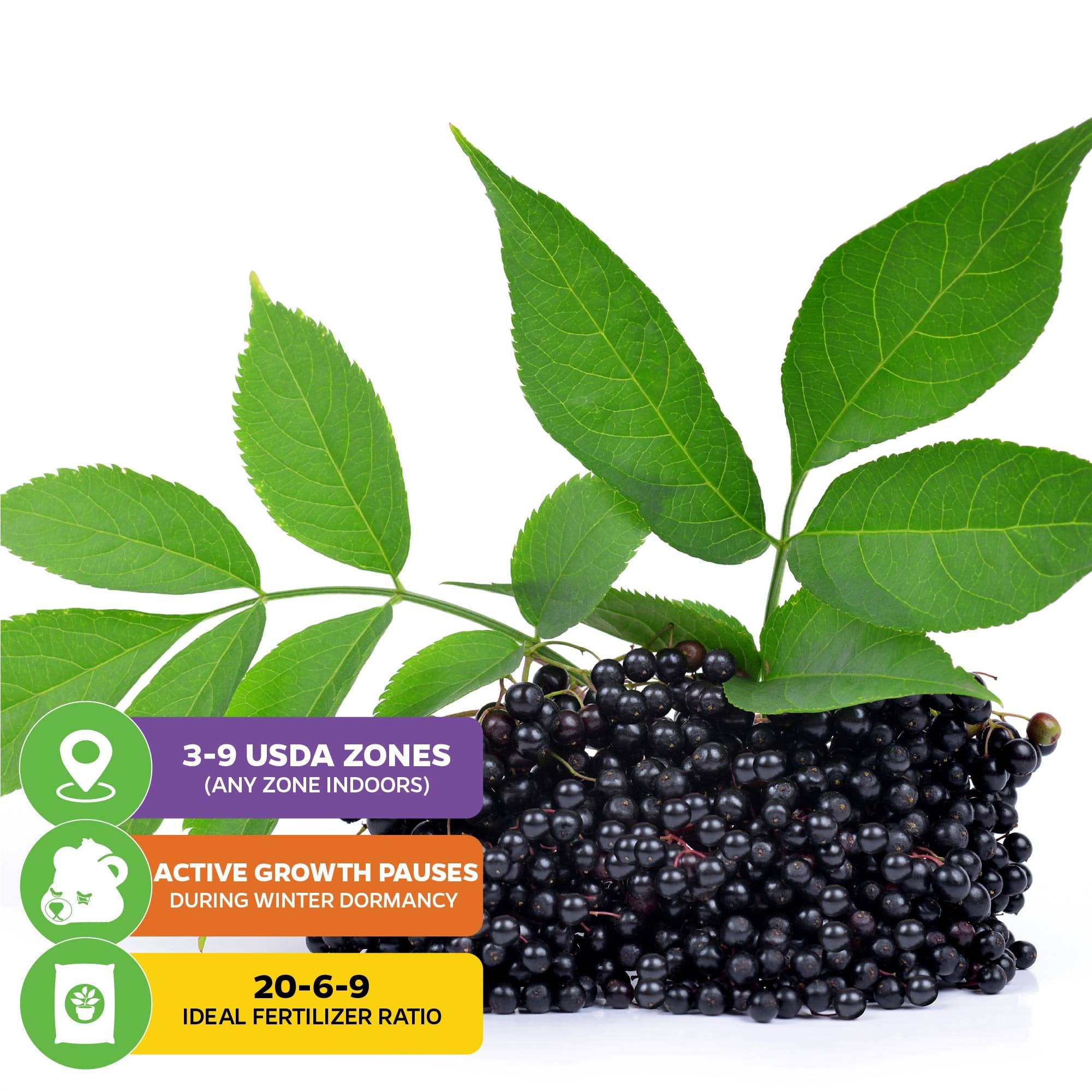 A cluster of ripe elderberries with green leaves from the Wellspring Gardens Florida Select Native Elderberry (Sambucus canadensis). Overlay icons/text show USDA zones 3–9, seasonal growth pauses, and a suggested 20-6-9 fertilizer on white background.